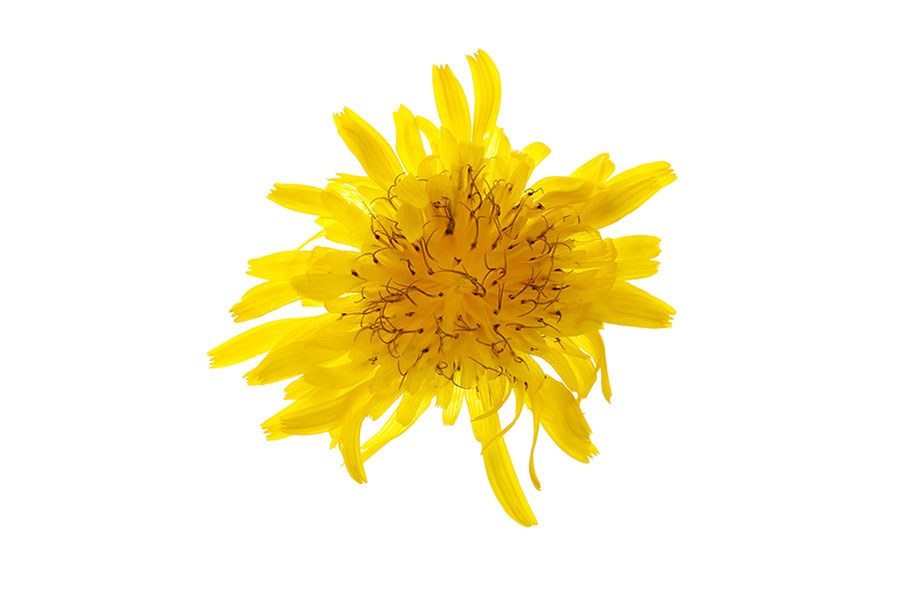 Dandelion Extract