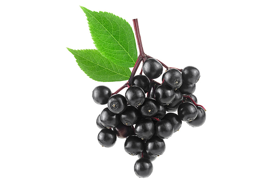 Elderberry