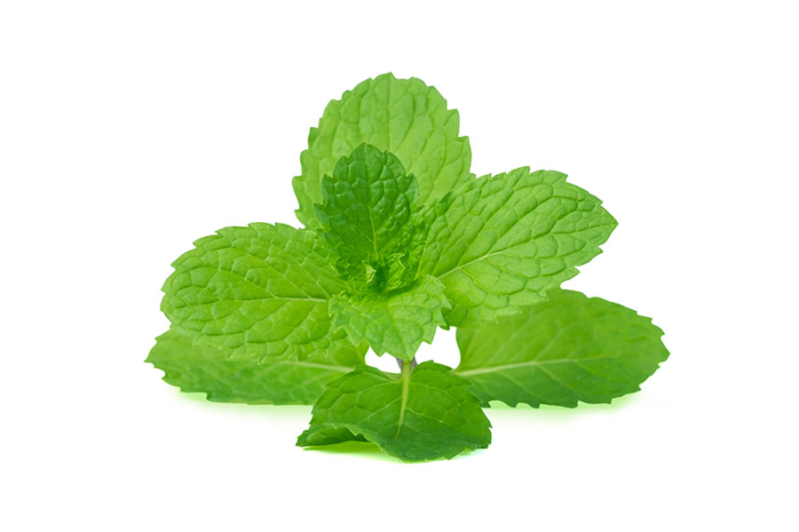 Lemon Balm (Melissa)