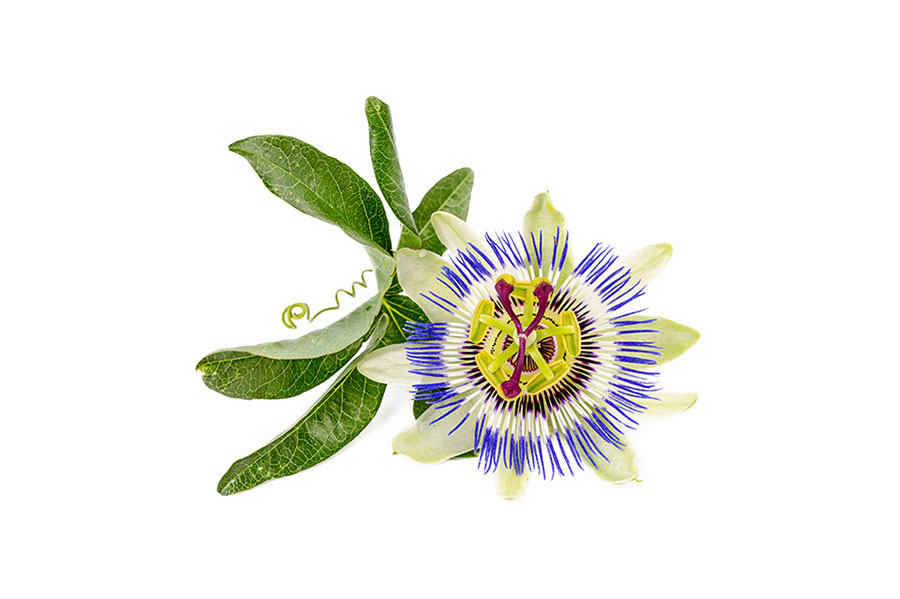 Passiflora