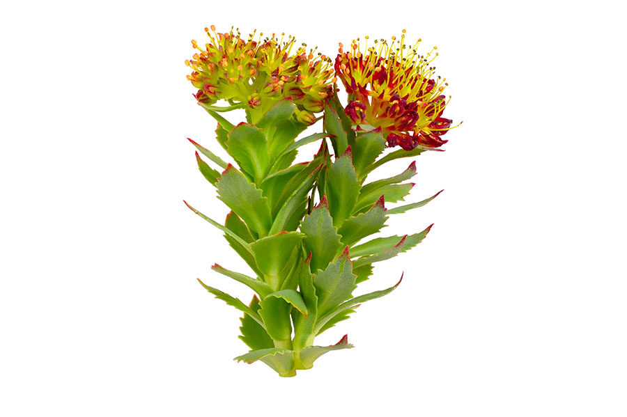 Rhodiola